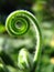 Closeup shot of a green spiral plant with thorns