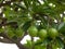 Closeup shot of green suicide tree fruits on tree branches