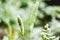 Closeup shot of green Timothy plant