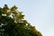 Closeup shot of green tree foliage with the moon crescent at daytime