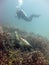 Closeup shot of a green turtle and a person diving in the water