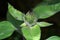 Closeup shot of a green unripe hazelnut