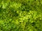 Closeup shot of green venus hair plant, maidenhair fern