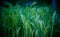 Closeup shot of green wheat-like foxtail grass. Perfect for a wallpaper or a background