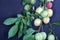 Closeup shot of a Greengage fruit on a cut tree branches