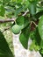 Closeup shot of a greengage fruit on a tree surrounded by green leaves