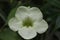 Closeup shot of a greenish color flower with five petals with a blurry background