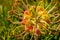 Closeup shot of Grevillea Peaches and Cream flower