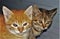 Closeup shot of grey and ginger kittens next to each other