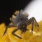 Closeup shot of a grey insect on yellow flower anther