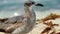 Closeup shot of a grey laughing gull with a blurred background