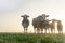 Closeup shot of a group of cattle walking in the field at sunrise