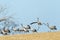 Closeup shot of a group of cranes in the field