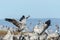 Closeup shot of a group of cranes in the field