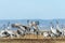 Closeup shot of a group of cranes in the field