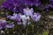 Closeup shot of a group of crocuses