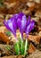 Closeup shot of a group of crocuses