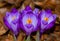 Closeup shot of a group of crocuses