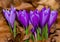 Closeup shot of a group of crocuses