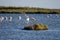 Closeup shot of a group of cute American Flamingos drinking water in the Ebro Delta