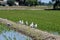 Closeup shot of a group of cute ducks resting outdoors