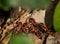 Closeup shot of a group of firebugs on leaves