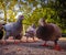 Closeup shot of a group of gray pigeons staring at the camera