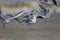 Closeup shot of a group of gulls perched on the sand at the beach