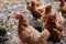 Closeup shot of a group of hens on the farm