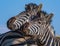 Closeup shot of a group of hugging zebras in a field under the sunlight and a blue sky at daytime
