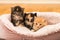 Closeup shot of a group of kittens in a soft bed at home