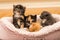 Closeup shot of a group of kittens in a soft bed at home