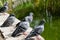 Closeup shot of a group of pigeons perched by the pond