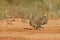 Closeup shot of a group of pin-tailed sandgrouse on a desert