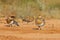 Closeup shot of a group of pin-tailed sandgrouse on a desert