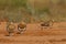 Closeup shot of a group of pin-tailed sandgrouse on a desert