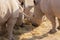 Closeup shot of a group of rhinoceros eating hay with a beautiful display of their textured skin