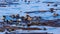 Closeup shot of a group of sea otter swimming in the pure bright blue ocean