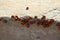 Closeup shot of a group of small ladybugs walking around on a limestone rock