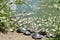 Closeup shot of a group of turtles near the dirty water pond