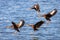 Closeup shot of a group of whistling ducks landing on a lake, Florida, USA