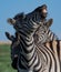Closeup shot of a group of zebras playing in a field under the sunlight and a blue sky at daytime