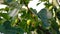 Closeup shot of growing figs on the tree branches