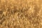Closeup shot of growing golden oat ears