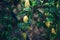 Closeup shot of growing lemons on the trees - perfect for background