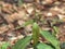 Closeup shot of a Growing Mangoes leaves