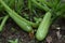 Closeup shot of growing zucchini in the vegetable garden