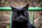 Closeup shot of a grumpy black cat on a blurred background