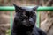 Closeup shot of a grumpy black cat on a blurred background