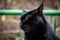 Closeup shot of a grumpy black cat on a blurred background